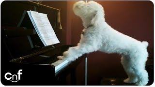 Dog Plays Piano and Sings [upl. by Euqinmod361]