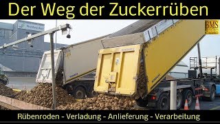 Der Weg der Zuckerrüben vom Feld bis zur Verarbeitung  Zuckerherstellung  Nordzucker Uelzen [upl. by Hilbert]