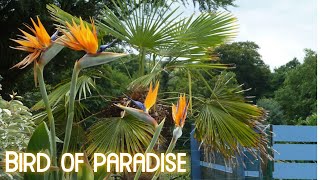 How to Propagate Bird of Paradise Plants  How to get Bird of Paradise Plants to Flower [upl. by Adnohryt]