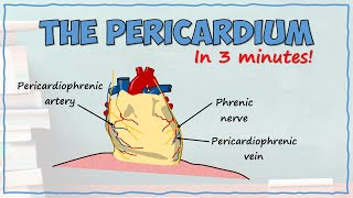 The Pericardium [upl. by Carissa]