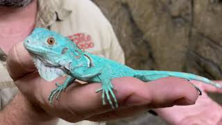 Creature Feature The Blue Iguana [upl. by Fraya]