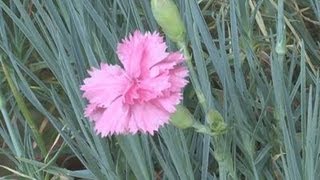 How To Grow Carnations From Cuttings [upl. by Tace]