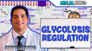 Metabolism  Regulation of Glycolysis [upl. by Sutherland194]