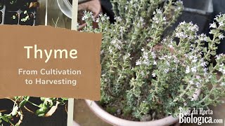 Thyme  From Cultivation To Harvesting [upl. by Disini]