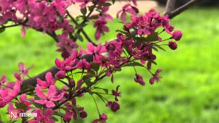 Green and Growing Tip Flowering Crabapple [upl. by Annairb]