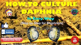 HOW TO CULTURE DAPHNIA In Easy Way [upl. by Rozalin]