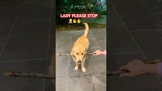 Drop it failsjunior goldenretriever happy dropit love cuteshortsviral shorts trending [upl. by Nevaj396]