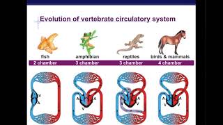 Circulatory Systems Part 1 [upl. by Dietrich230]