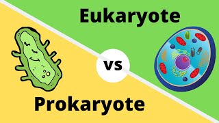 PROKARYOTES VS EUKARYOTES How cells are different [upl. by Nnylarak]