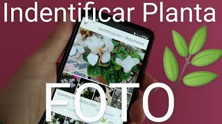 🌼 Como IDENTIFICAR PLANTAS por FOTOS GRATIS FÁCIL y RÁPIDO con PLANTNET 🌾 [upl. by Aronaele108]