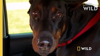 A Doberman Gets a Checkup  The Incredible Dr Pol [upl. by Fayette891]