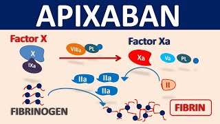 Apixaban Eliquis as blood thinner  Mechanism precautions amp interactions [upl. by Xenophon]