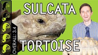 Sulcata Tortoise The Best Pet Turtle [upl. by Shiroma]