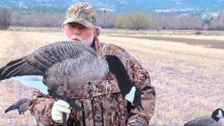 Hunters Showcase with Real Geese Decoys [upl. by Gusella]