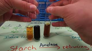 55  Salivary amylase experiment [upl. by Latia709]