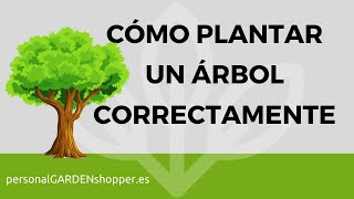 CÓMO PLANTAR UN ÁRBOL CORRECTAMENTE [upl. by Yentuoc]