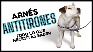 🏅 Arnés AntiTirones para Perros ¡GUÍA PASO A PASO  Easy Walk [upl. by Bennie490]