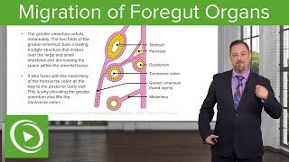 Foregut Organs Omentum amp Mesenteries – Embryology  Lecturio [upl. by Adiaros]