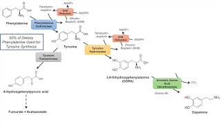 Catecholamine Biosynthesis Pathway [upl. by Curcio316]