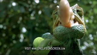 Chameleon Tongue In Slow Motion  One Life  BBC Earth [upl. by Lord]