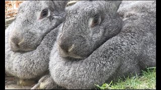 Meet the giant Flemish rabbits [upl. by Eilla329]