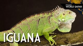 6 Insane Iguana Facts [upl. by Nonez]