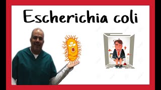 Escherichia coli características subtipos enfermedades y diagnostico [upl. by Haugen204]