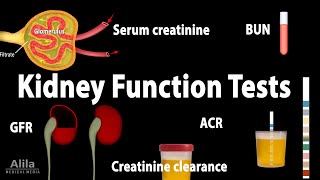 Nephritic vs Nephrotic Syndromes [upl. by Milstone]