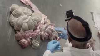 Pig Digestive Tract Dissection [upl. by Nellir]