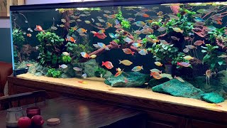 100 Rainbowfish in Aquarium  The Ultimate Rainbow fish Aquascape [upl. by Melburn]