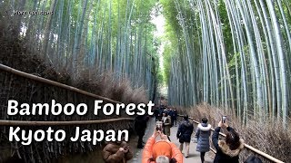 Bamboo Forest Kyoto Japan  Arashiyama Bamboo Grove [upl. by Satterlee]