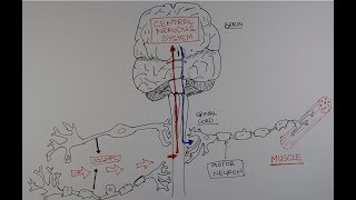 The driving cells of ALS [upl. by Shreeves]