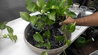 Repotting Pothos [upl. by Eenahs]