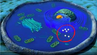 Cell organelles basics [upl. by Bernard]