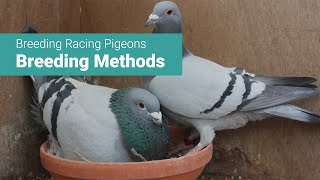 Breeding Racing Pigeons Things to Consider When Pairing Up [upl. by Desiri]